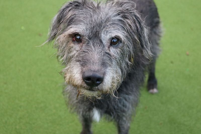 Beautiful Bolt is an 11 year old lurcher looking for a slow paced home to retire in! This lovely boy would prefer to be the only pet in the home and could live with slightly older children, aged 10 years and over. 
