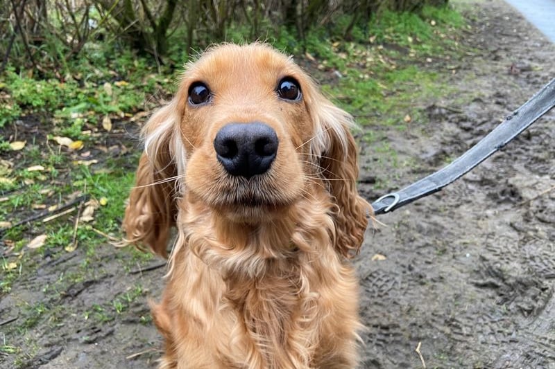 Gorgeous Gracie is a 4 year old cocker spaniel who is looking for a quiet environment - she’ll happily share the home with another dog, she can’t live with kids though!