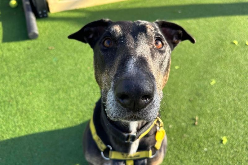 Jax can find life a little overwhelming at times so will need a gentle and patient home - if you can relate to that, then Jax might be the dog for you