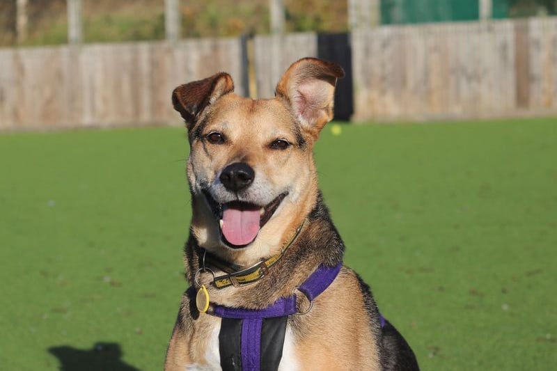Rania is a gorgeous girl is looking for a hands off home as she can be quite nervous of people initially but once she forms a relationship with you, she is your best friend!