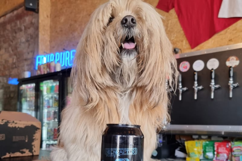 The Dead Crafty Beer Company is a family-run independent bar on Dale Street, with their very own resident pup, Dolly. They will even offer poo bags if you need them, and doggy biscuits!
