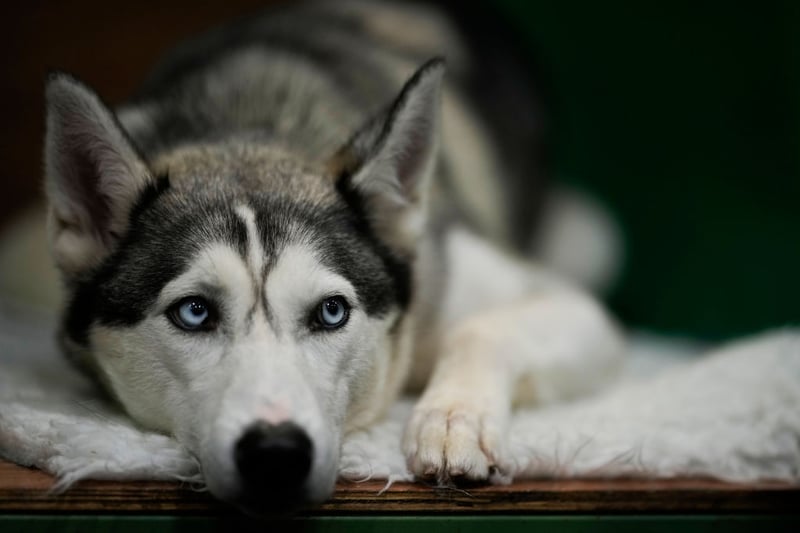 13 huskies were stolen in the UK in 2022.  (Photo by Christopher Furlong/Getty Images)