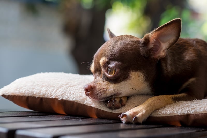 Police recorded at least 56 chihuahuas stolen, as well as a number of chihuahua crosses. Photo: Adobe Stock