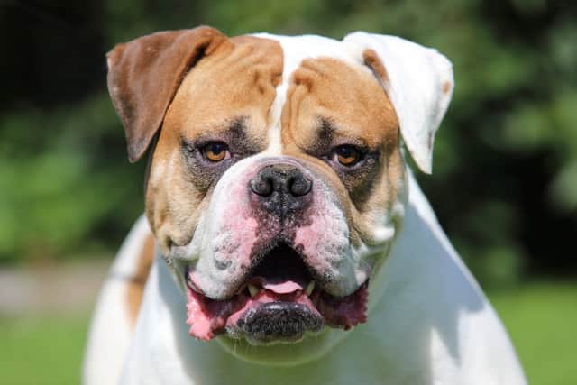 American bulldog (Stock photo: Adobe)
