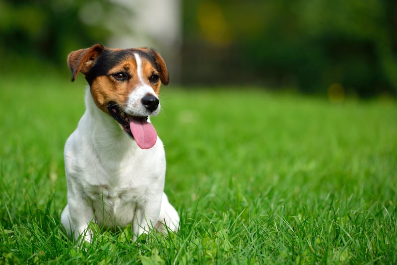Five Jack Russell Terriers were reported stolen in Merseyside in the last two years.