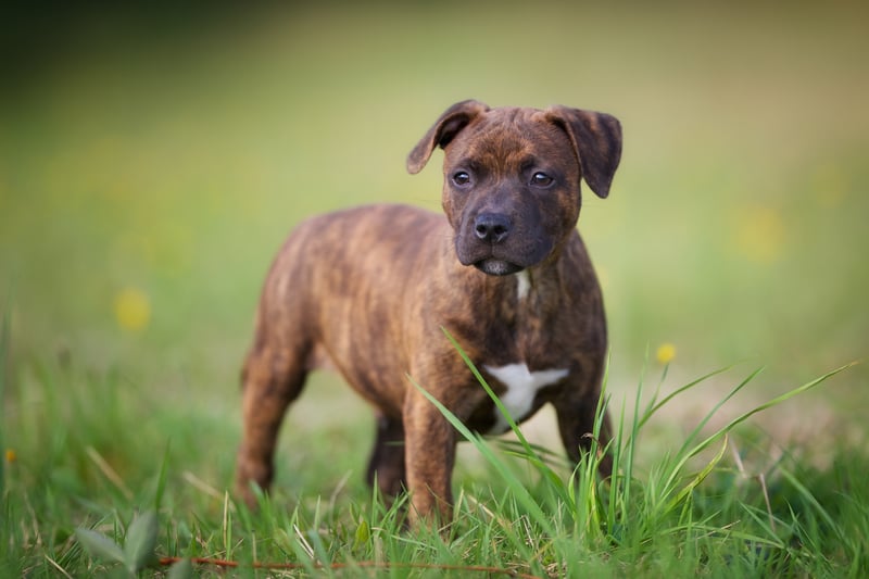 Seven Staffordshire Bull Terriers were reported stolen in Merseyside in the last two years.