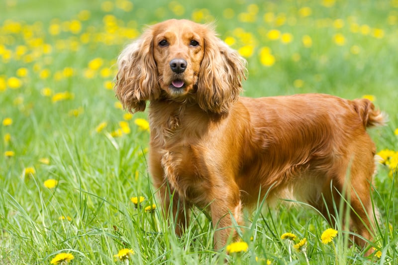The cocker spaniel was the most commonly stolen spaniel, with at least 38 of the dogs taken. Photo: Adobe Stock
