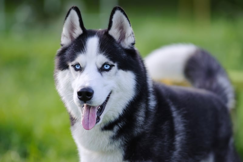 Two Husky were reported stolen in Merseyside in the last two years.