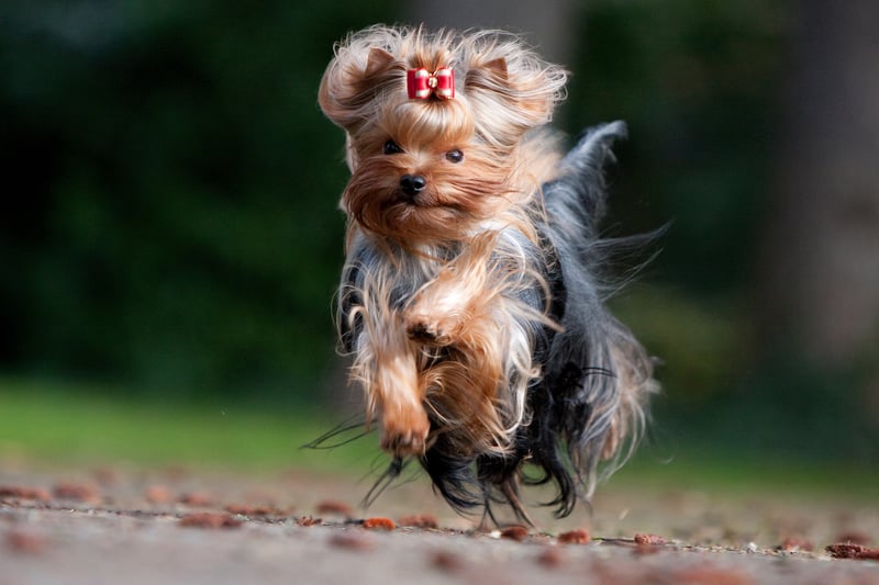 Yorkies were stolen at least 19 times, with Yorkie crosses also being targeted by criminals. Photo: Adobe Stock