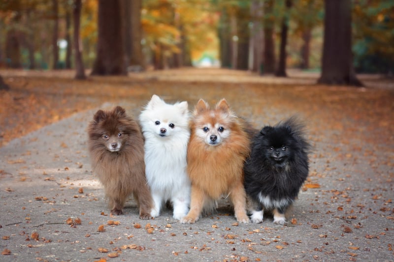 This popular toy dog breed was stolen at least 16 times. Photo: Adobe Stock