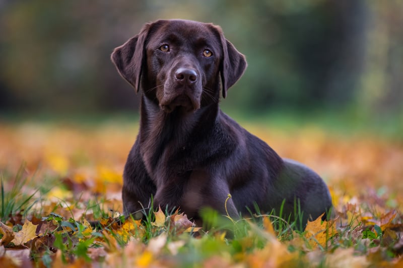 Whether golden, black or chocolate, Labradors were reported stolen at least 20 times. Photo: Adobe Stock