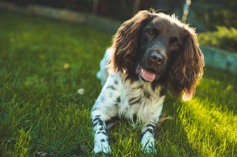 Springer spaniels were stolen at least 18 times last year.  Photo: Adobe Stock