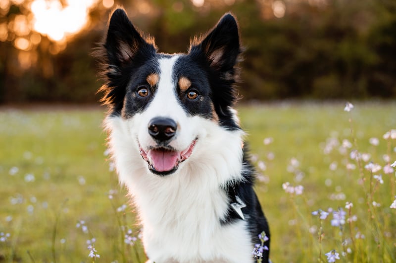 In joint eighth place was the Border collie, stolen at least 20 times. Photo: Adobe Stock