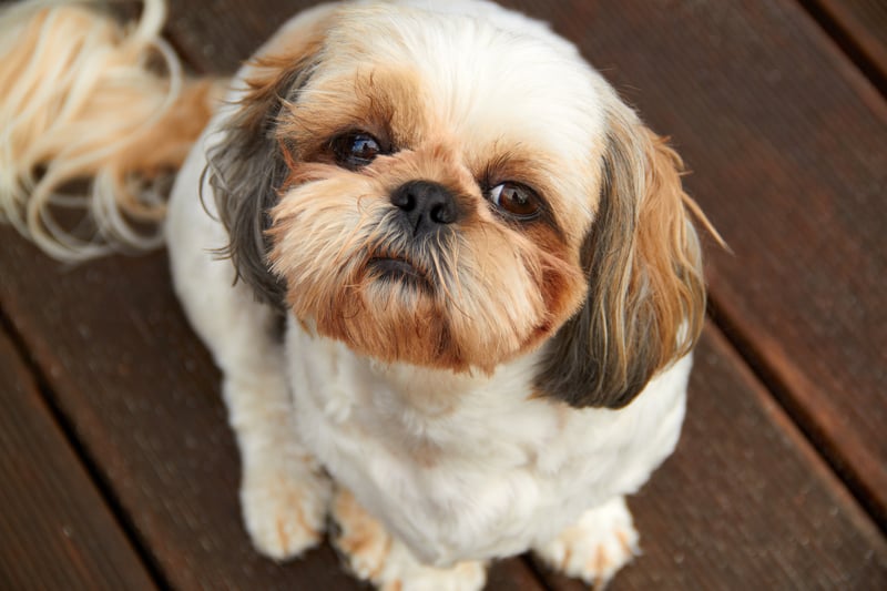 Two Shih-tzus were reported stolen in Merseyside in the last two years.