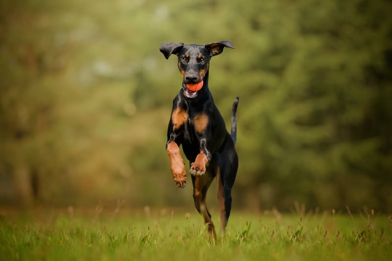 Last on our list is the Dobermann, with at least 13 stolen last year. Photo: Adobe Stock