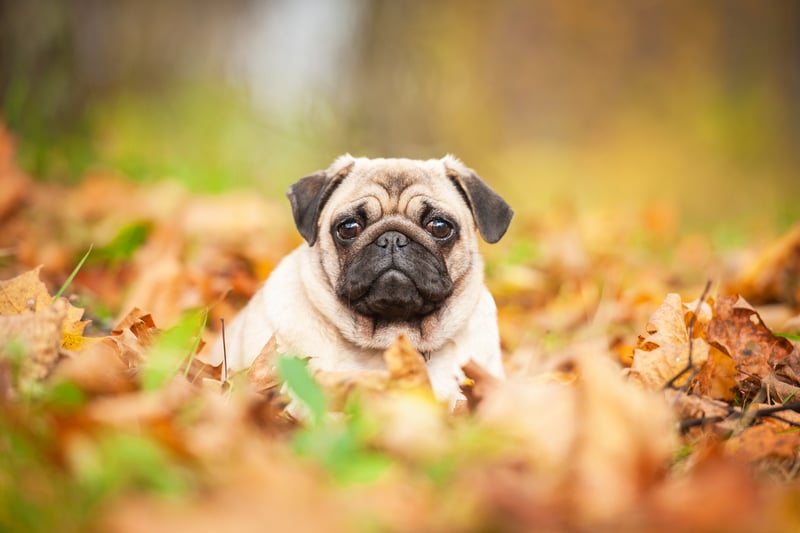 In joint 14th place, at least 15 Pugs were also reported stolen. Photo: Adobe Stock