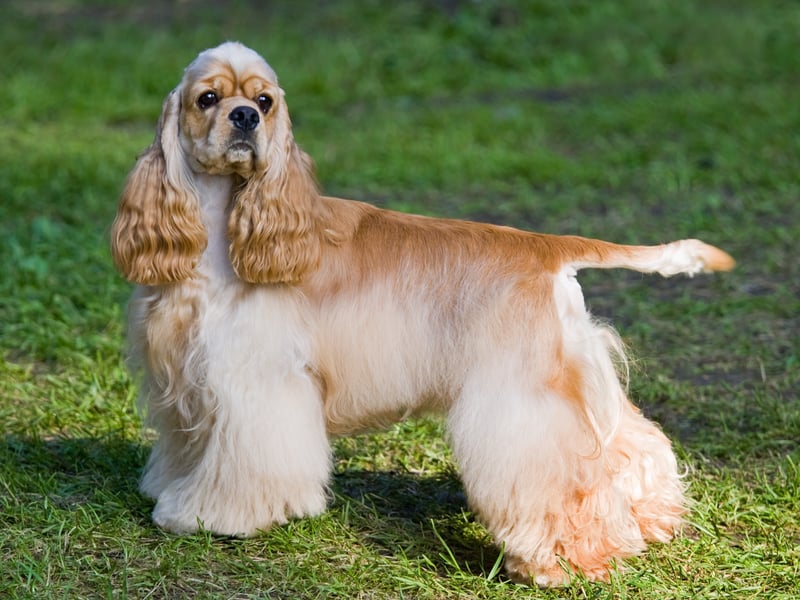 They are sturdy and have English ancestry. These are small dogs that can live in a small house and need at least two hours of exercise. They can live in town or country but need a large garden. (Photo - Sergey Lavrentev - stock.adobe.c)