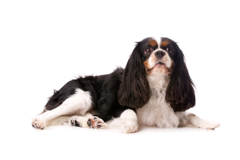 This is a historic Royal Spaniel who is reserved, gentle and affectionate. They are small and can live in a flat or apartment. They can also live in the country and need a garden that is small to medium in size. (Photo - Paul Cotney - stock.adobe.com)