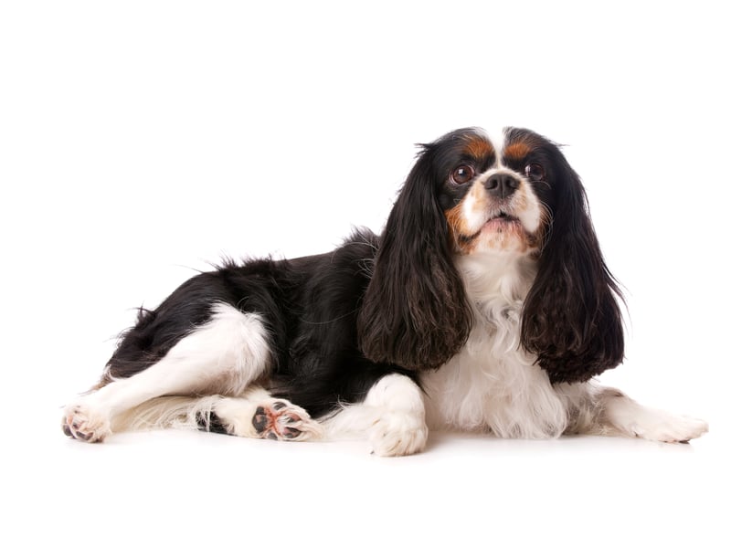 This is a historic Royal Spaniel who is reserved, gentle and affectionate. They are small and can live in a flat or apartment. They can also live in the country and need a garden that is small to medium in size. (Photo - Paul Cotney - stock.adobe.com)