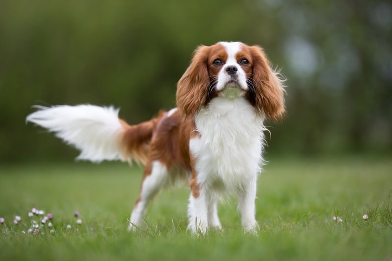 They are sporty, affectionate and fearless, according to the Kennel Club. They are a small dog that can live in a flat or apartment and need at least an hour of exercise. (Photo - Mikkel Bigandt - stock.adobe.com)