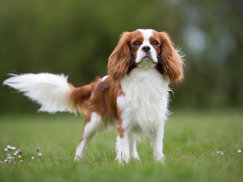 They are sporty, affectionate and fearless, according to the Kennel Club. They are a small dog that can live in a flat or apartment and need at least an hour of exercise. (Photo - Mikkel Bigandt - stock.adobe.com)