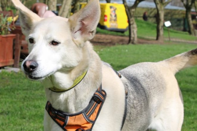 Murphy is a friendly and excitable crossbreed, happy to meet everybody out on his travels. He is friendly with other dogs but he can become too over the top, which can worry some and escalate quickly so he will need to be the only dog in the home, and