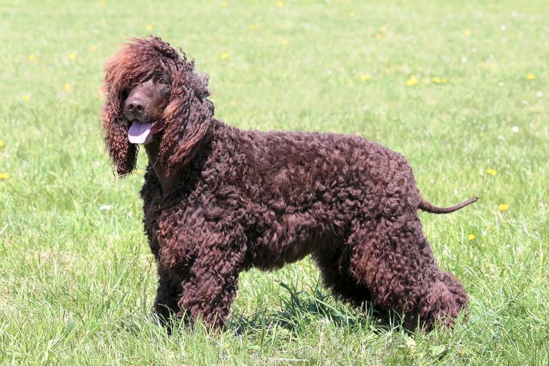 This spaniel is a curly coated swimmer used as a water retriever. They need a large house and garden, and more than two hours of exercise in a day. Ideal for country living. (Photo - Vincent - stock.adobe.com)