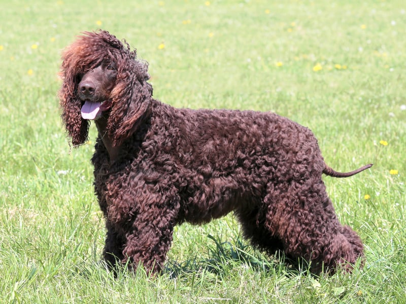 This spaniel is a curly coated swimmer used as a water retriever. They need a large house and garden, and more than two hours of exercise in a day. Ideal for country living. (Photo - Vincent - stock.adobe.com)