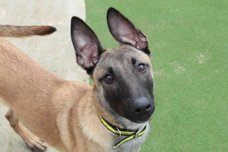 Sally is a very energetic girl who is going to be very typical of her breed. She is a very busy girl who is going to need plenty of exercise and LOTS of mental stimulation to occupy her.