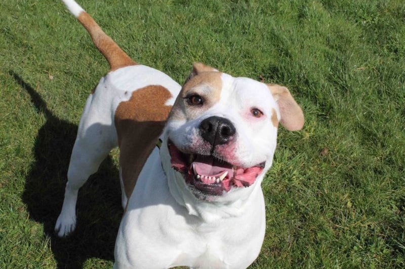 Bella is a sweetheart who can initially be worried but once she comes round she is quite a lively lady. She has some food and environmental allergies which will require lifetime medication. 