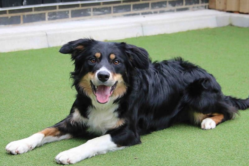 Paddy is a high energy boy who will suit like minded people. He will need to have his time being left built up as he has never been left alone. 