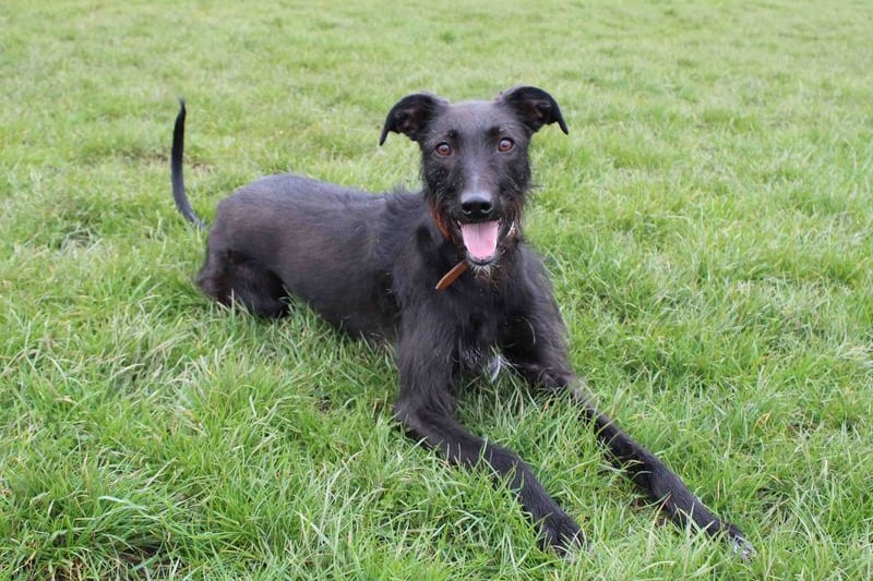 Maggie is such a sweet little lady needing a bit of a confidence boost and ongoing training. Because she loves being with people so much she struggles a bit being by herself and so will need her time being left alone built up gradually in a sympathetic way. 