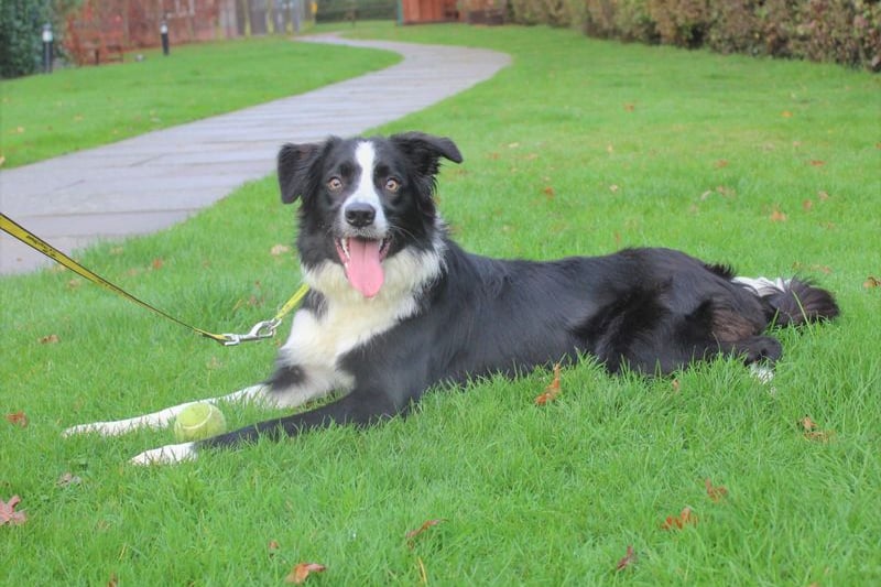 Josh is a 1-2 year old Border Collie. He has separation anxiety, any time left alone will need to be built up gradually leaving him with things to do to keep him busy. He needs a home where he is the only animal. 