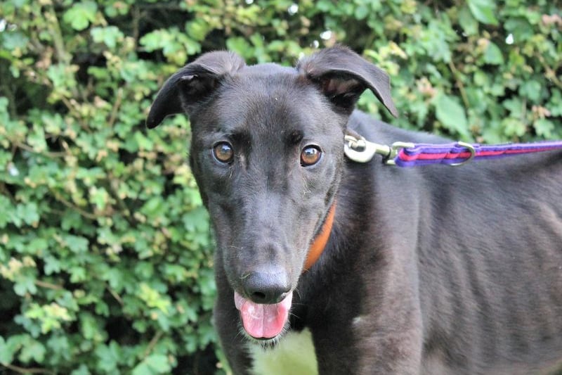 He is a 3 year old male Greyhound and he needs a home without kids or other pets. His ideal home would be with people who are happy to take their time with him and help him find his feet. He loves treats especially the meaty ones and this is the way to his heart. 