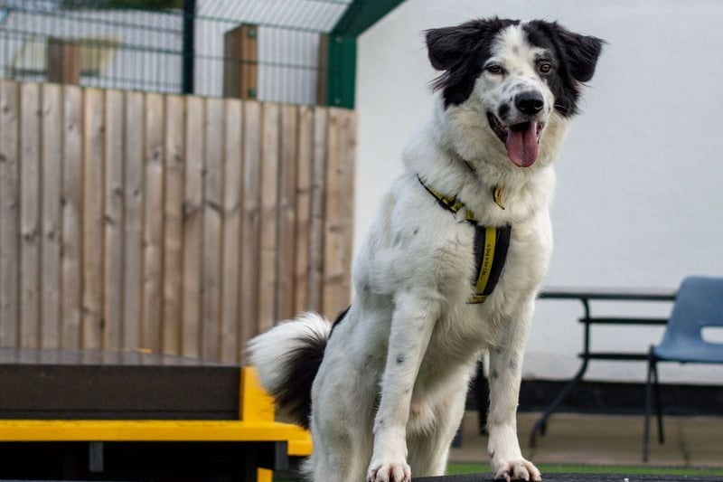 He is a crossbreed and needs a home without kids or other animals. He is a large and lively lad looking for an active home. He can be strong on lead so will need owners who are comfortable holding him and continue his on going training. He will need an adult only home with minimal visitors, especially for the first few weeks while settling.