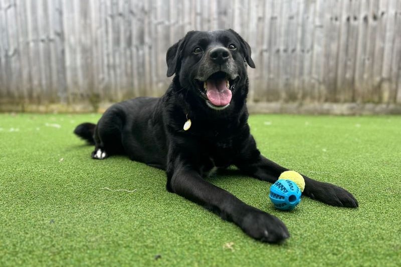 He is a Retriever (Labrador) Cross. Gilbert is still under assessments around dogs so will need to be the only dog for now but this could change once we have completed the assessment with dogs. Gilbert could live with children 11 years or over who will give him space when needed.