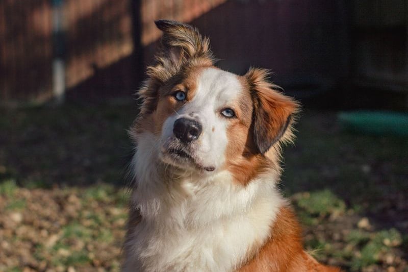 Tonka is a Collie cross and he can live with secondary school age children. At present the charity is looking for a home without any pets but he could gradually socialise on walks once more comfortable.