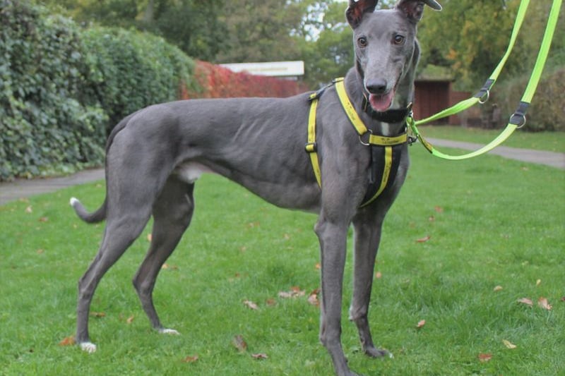 5-year-old Vincent is great with people and could live with dog savvy children over the age of 11 years but has to be the only pet in the home. He can walk with other Sighthounds but is reactive toward other dogs. Vincent would benefit from living in a low dog populated area with quiet walks.