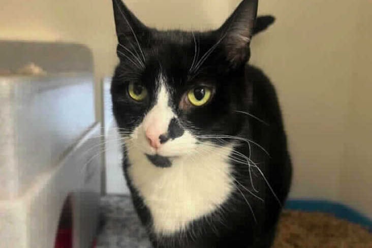 He will come straight over for fuss and give us a headbump asking for more and he has a lovely purr! He enjoys being groomed and takes this as more fuss and attention. He would suit a family home and he could live with children of a late primary school age or above.