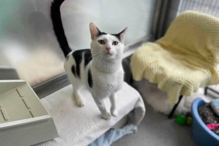 He is quite chatty and he enjoys having fuss. His carers have found that he loves a catnip toy and he will roll around playing and he also likes interactive playtime as well. He would suit a quiet home to match his quiet personality, he could live with children of a secondary school age and above. 