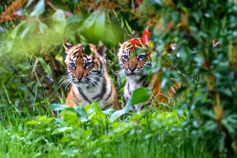 Two rare Sumatran tiger cubs emerging from their den for the first time at Chester Zoo.