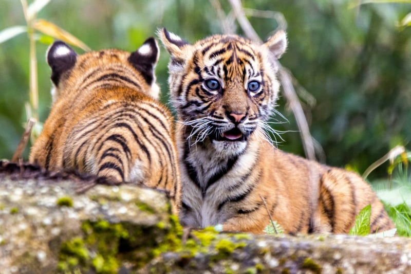 Carnivore experts at the zoo have revealed both cubs to be female and have named the twins Alif, a popular name in Indonesia, and Raya after Mount Raya in Sumatra.