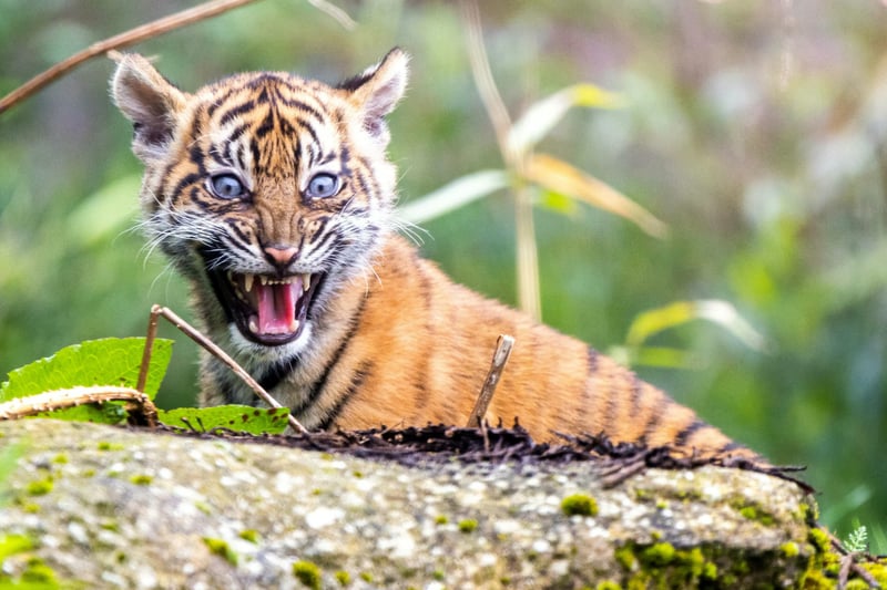Chester Zoo is part of an international conservation breeding programme to protect the species, aimed at boosting numbers and safeguarding its future on the planet. 