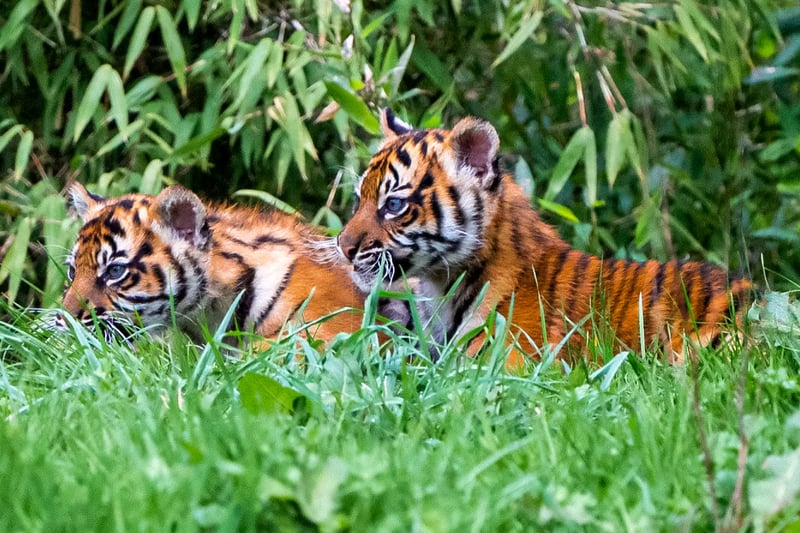 Sumatran tigers have webbed paws, which make them excellent swimmers.