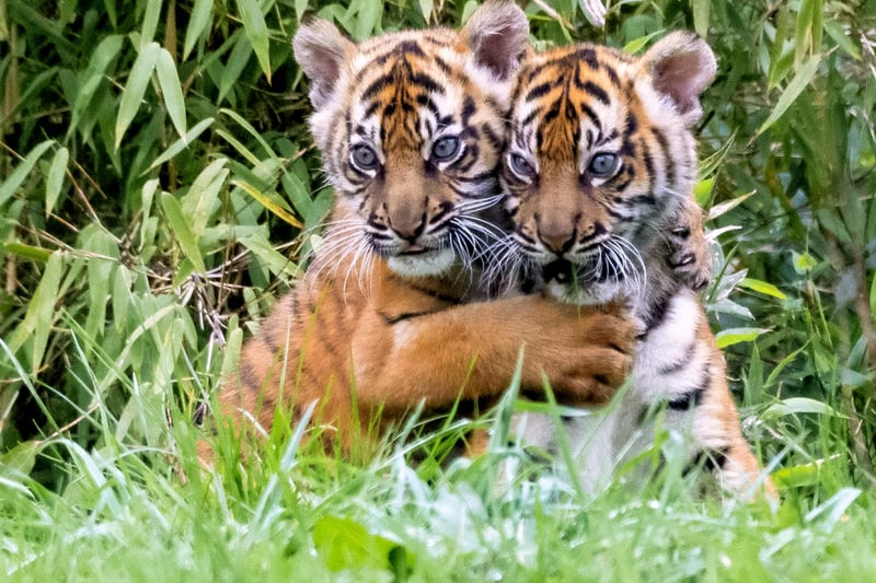 The Sumatran tiger’s stripes are closer together than other tigers.