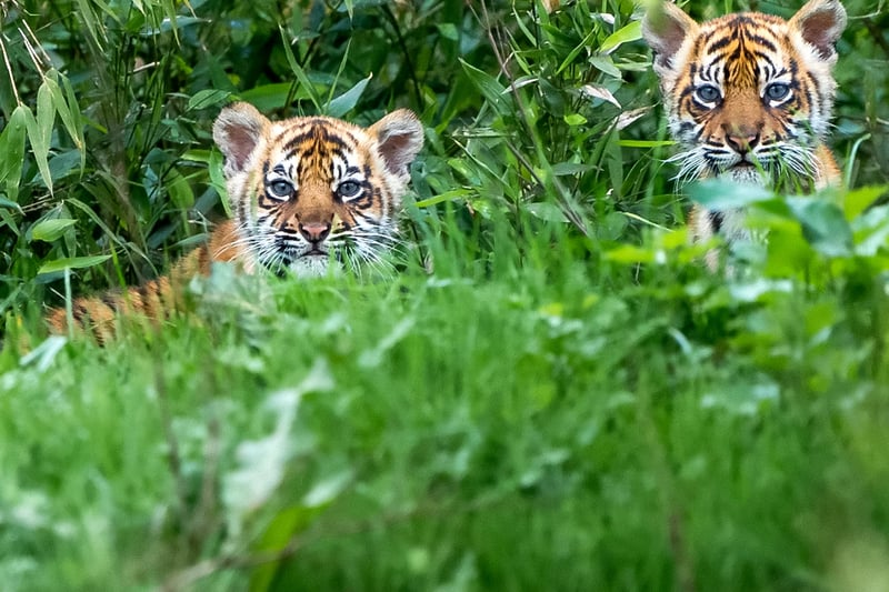 Dayna Thain, carnivore keeper at Chester Zoo, said: “These majestic animals are hanging on to survival by a thread in Sumatra. They’re one of the world’s rarest tiger subspecies and so to see these two cubs thriving here is absolutely wonderful.”
