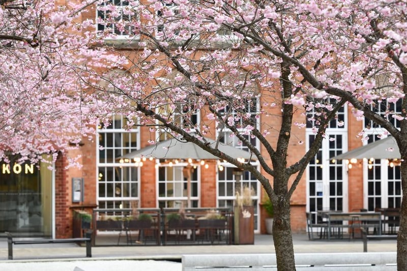 Oozells Square was chosen as part of a nationwide campaign around blossoms by the National Trust in Birmingham as the first location for one of its Blossom Together Picnics. The gorgeous Sakura trees are in full blossom there right now. (Photo - Brindleyplace) 