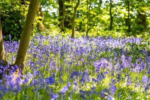 Bluebells can be seen in the Moseley Bog, Winterbourne House and Gardens, Dorridge Wood and Park, Lickey Hills Country Park, Kingfisher Country Park and Yorks Wood, Hill Hook Nature Reserve and Jones’s Wood. (Photo - Birmingham and Black Country Wildlife Trust )