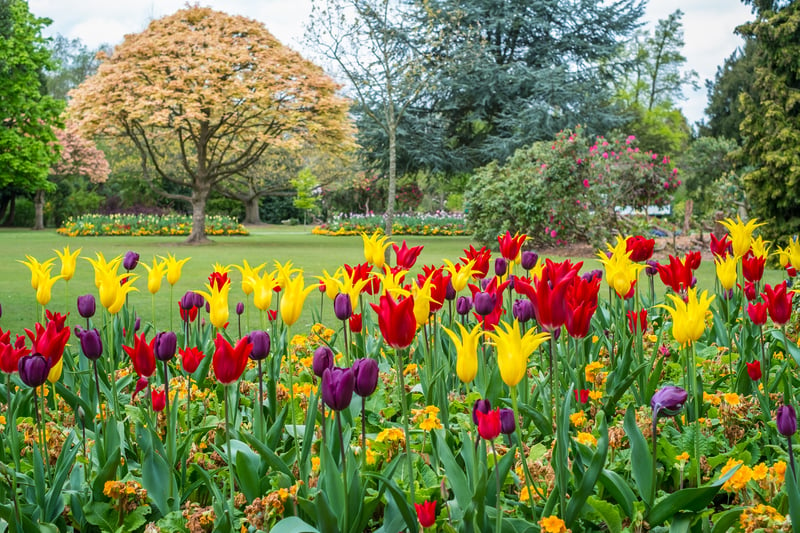 Cannon Hill Park has lovely blossoms, including tulips. The massive park is great for walking, cycling, and other sports like tennis. The park has woodlands, lakes, and the Midlands Arts Centre giving people multiple choices of activities. (Photo - Adobe stock images) 