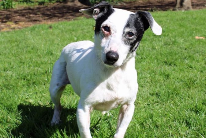 Bruno is an adorable Jack Russell who could live with another calm dog and children over the age of 10. He is house trained and prefers having company to being left.